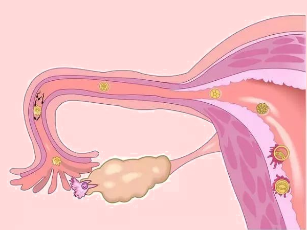 卵巢功能好易怀孕