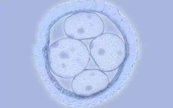 冻囊胚移植成功率可达60%以上
