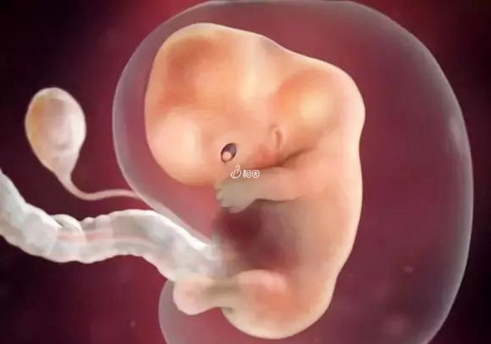 胚胎发育缓慢需要及时保胎