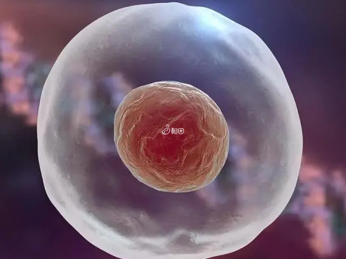 自然周期移植囊胚成功案例不多