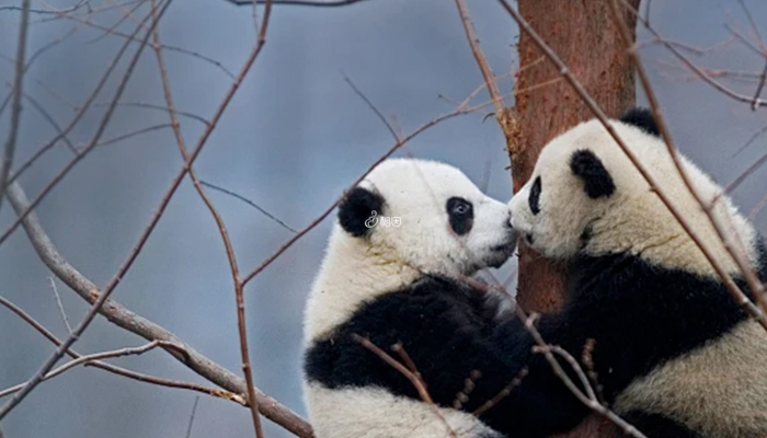 梦见两只熊猫可能暗示孕妇怀了双胎