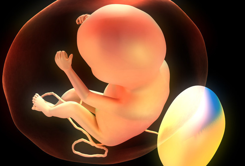 胎儿发育快会使肚子增大