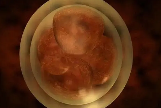 优质胚胎能获得更高移植成功率