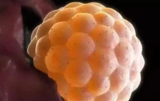 4bc囊胚的细胞质均一性较好