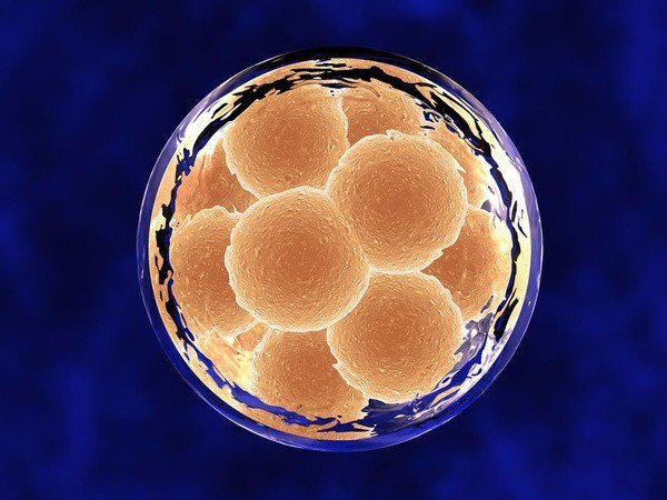 培养胚胎是试管婴儿中最关键的一步