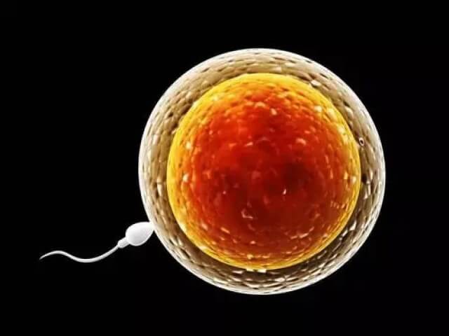 胚胎质量差会导致试管助孕成功率差