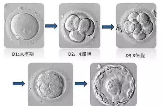 囊胚发育过程图