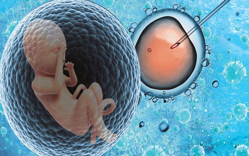 子宫内膜是胚胎着床的最主要“土壤”