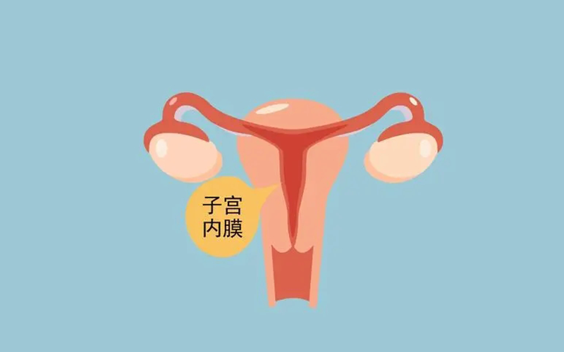 试管成功率受子宫内膜条件的影响