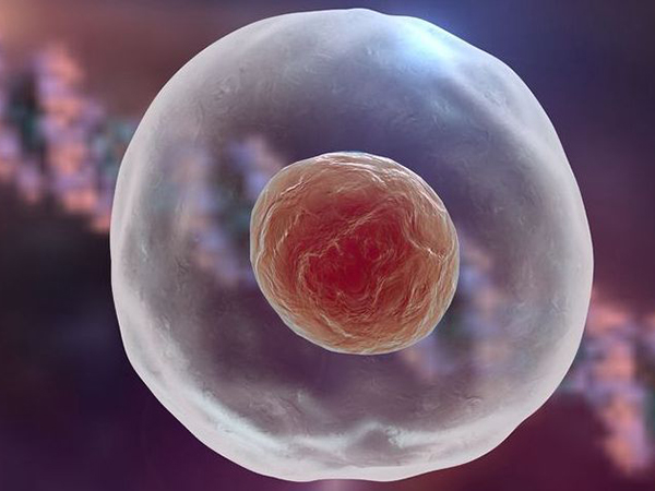 试管移植费用与移植什么胚胎有关